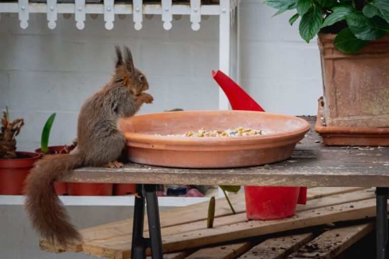 Guzzle - brown rabbit on red plastic basin