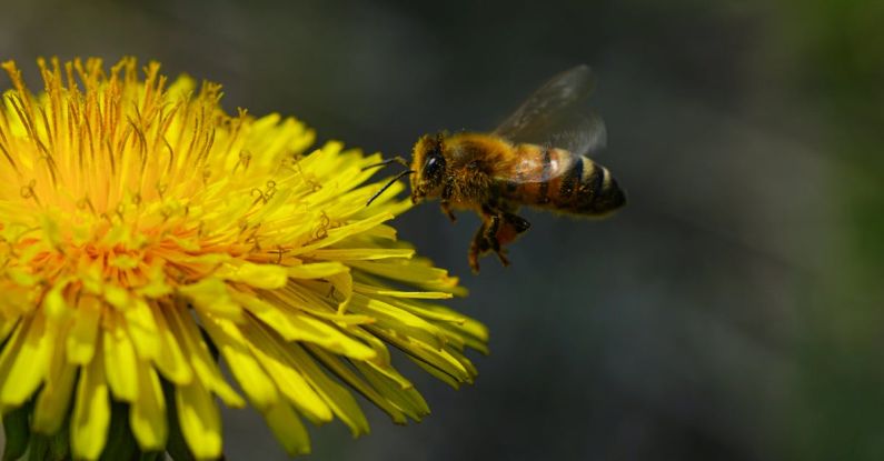 RESTful APIs - Honey Bee on Yellow Flower in Close-up Photography